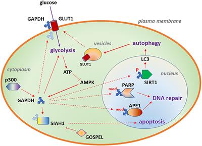 Frontiers | GAPDH in neuroblastoma: Functions in metabolism and